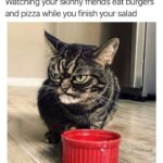 Funny Cat Memes