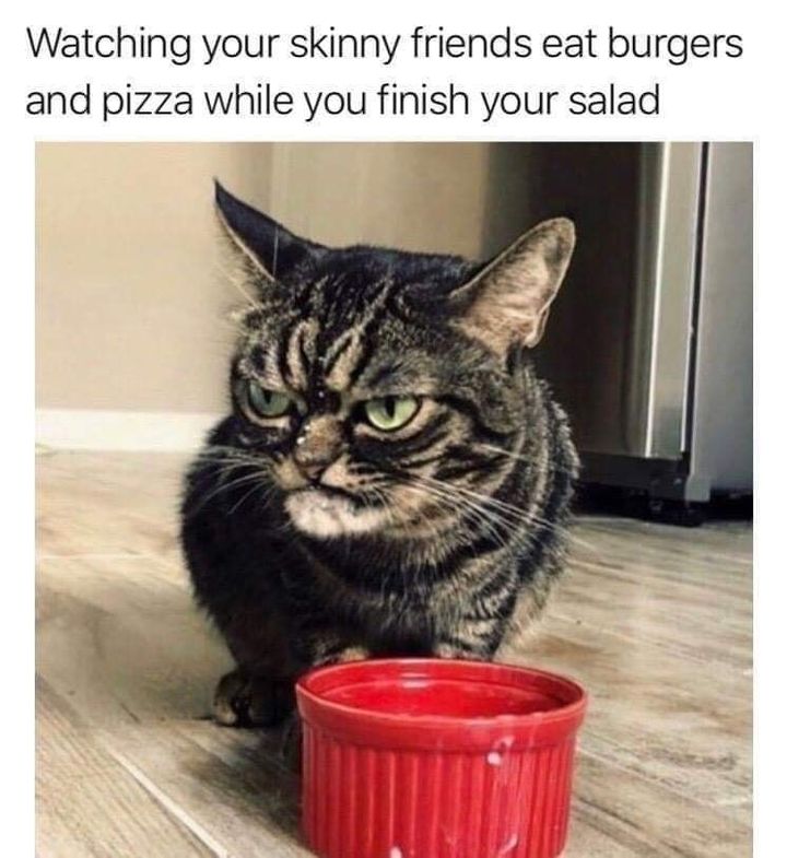 Funny Cat Memes