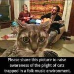 Funny Cat Memes