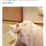 Funny Cat Memes