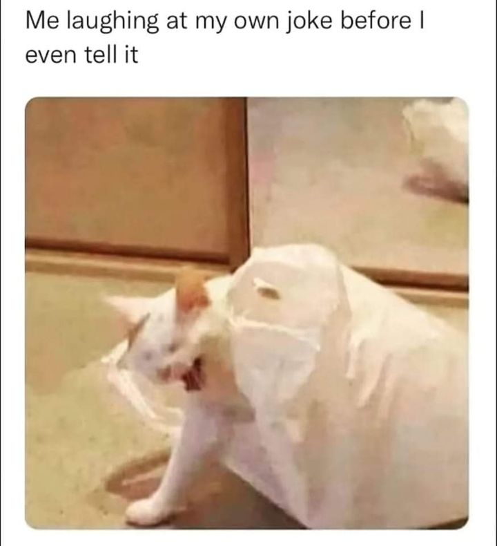 Funny Cat Memes