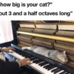 Funny Cat Memes