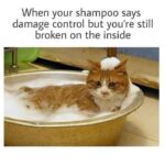 Funny Cat Memes