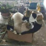 Funny Cat Memes