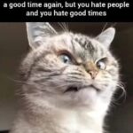 Funny Cat Memes