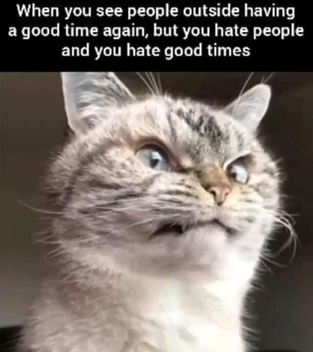 Funny Cat Memes