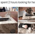 Funny Cat Memes