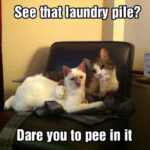 Funny Cat Memes