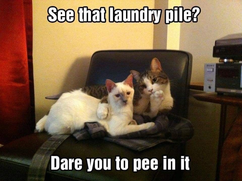 Funny Cat Memes