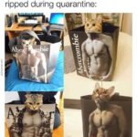 Funny Cat Memes