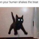 Funny Cat Memes