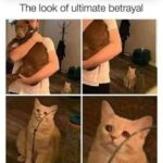 Funny Cat Memes