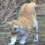 Funny Cat Memes