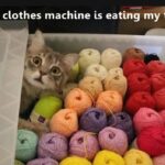 Funny Cat Memes