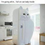 Funny Cat Memes