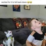 Funny Cat Memes