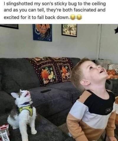 Funny Cat Memes