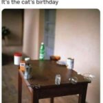 Funny Cat Memes