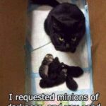 Funny Cat Memes