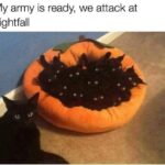 Funny Cat Memes