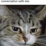 Funny Cat Memes