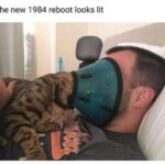 Funny Cat Memes