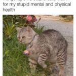 Funny Cat Memes