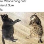 Funny Cat Memes