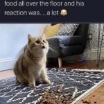 Funny Cat Memes