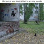 Funny Cat Memes