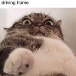 Funny Cat Memes