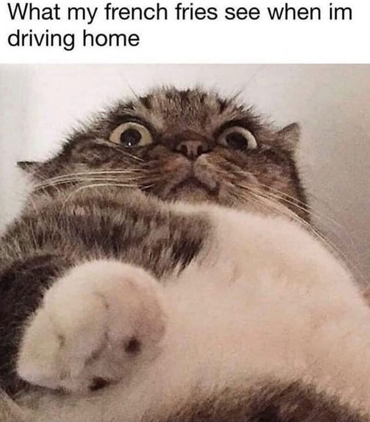 Funny Cat Memes