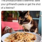 Funny Cat Memes