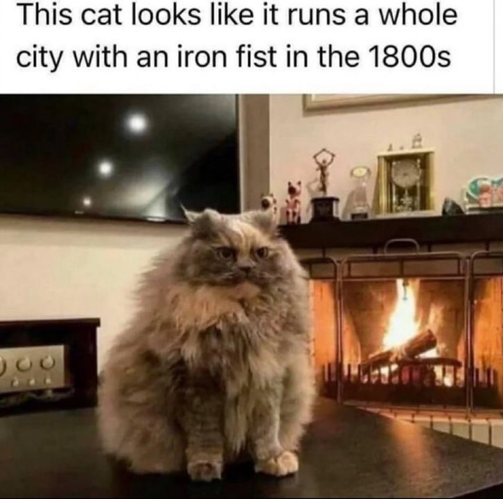 Funny Cat Memes