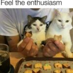 Funny Cat Memes