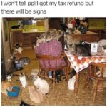 Funny Cat Memes