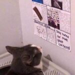 Funny Cat Memes