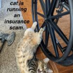 Funny Cat Memes