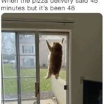 Funny Cat Memes