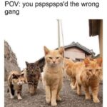 Funny Cat Memes