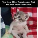 Funny Cat Memes