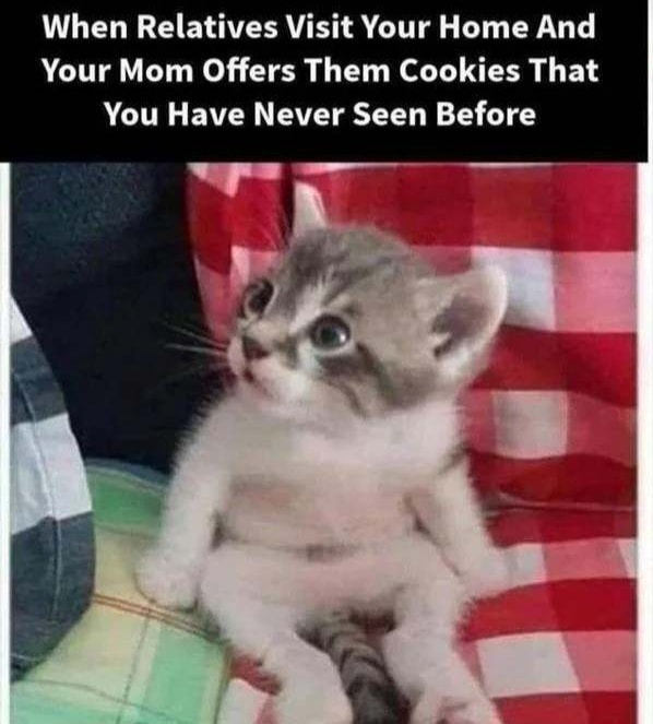 Funny Cat Memes