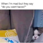 Funny Cat Memes