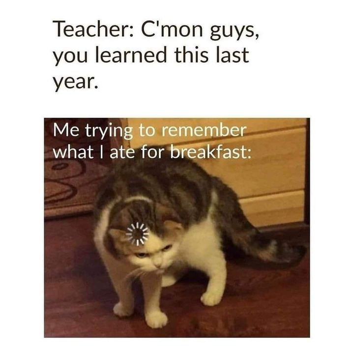 Funny Cat Memes