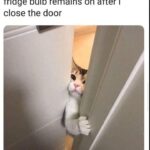 Funny Cat Memes