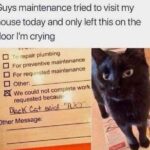 Funny Cat Memes