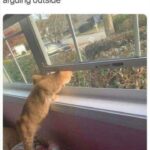 Funny Cat Memes