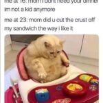 Funny Cat Memes