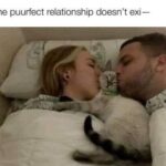 Funny Cat Memes