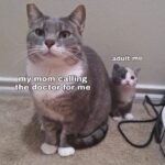 Funny Cat Memes